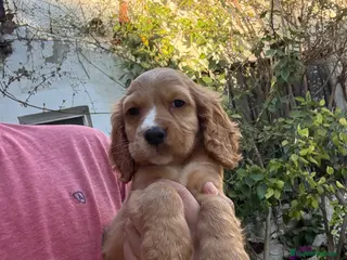 Cocker Spaniel Inglés perros Hembrita cocker canela - Anuncio 1