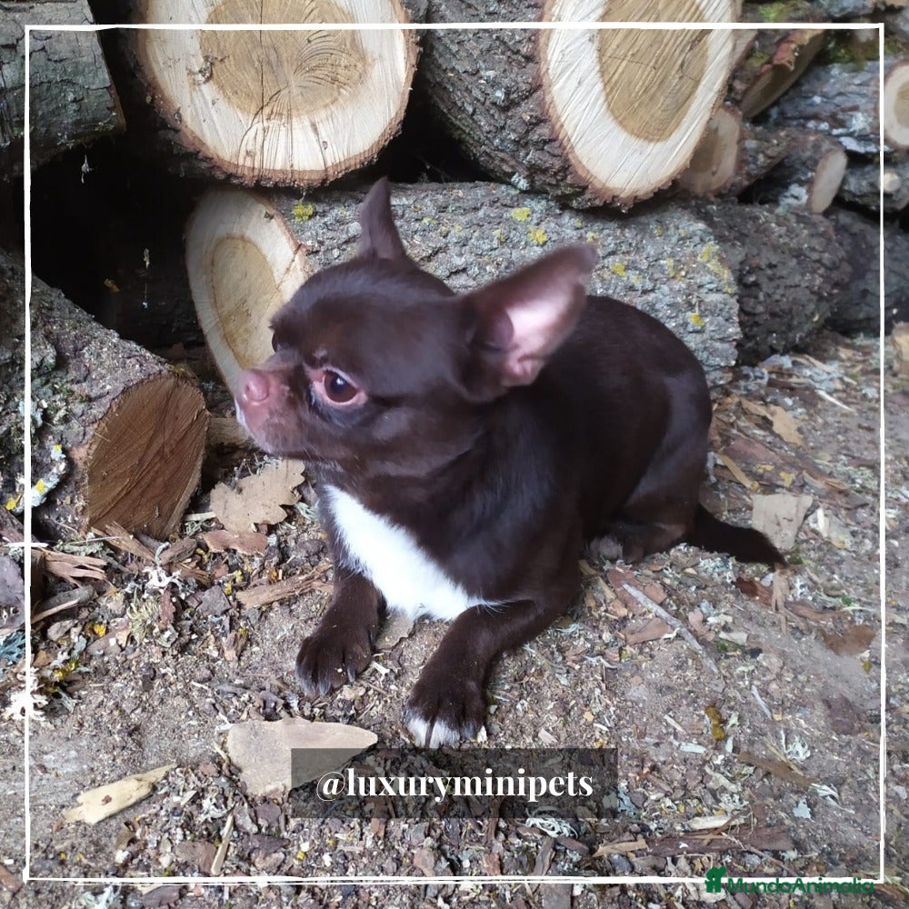 Chihuahua perros Camada de Chihuahua cabeza de manzana  en Madrid - Anuncio 32