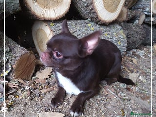 Chihuahua perros en Madrid - Anuncio 4