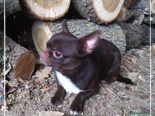 Chihuahua perros Camada de Chihuahua cabeza de manzana en Madrid - Anuncio 19