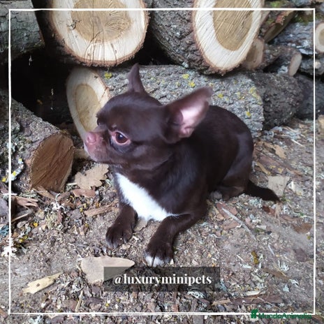 Chihuahua perros en Madrid - Anuncio 9