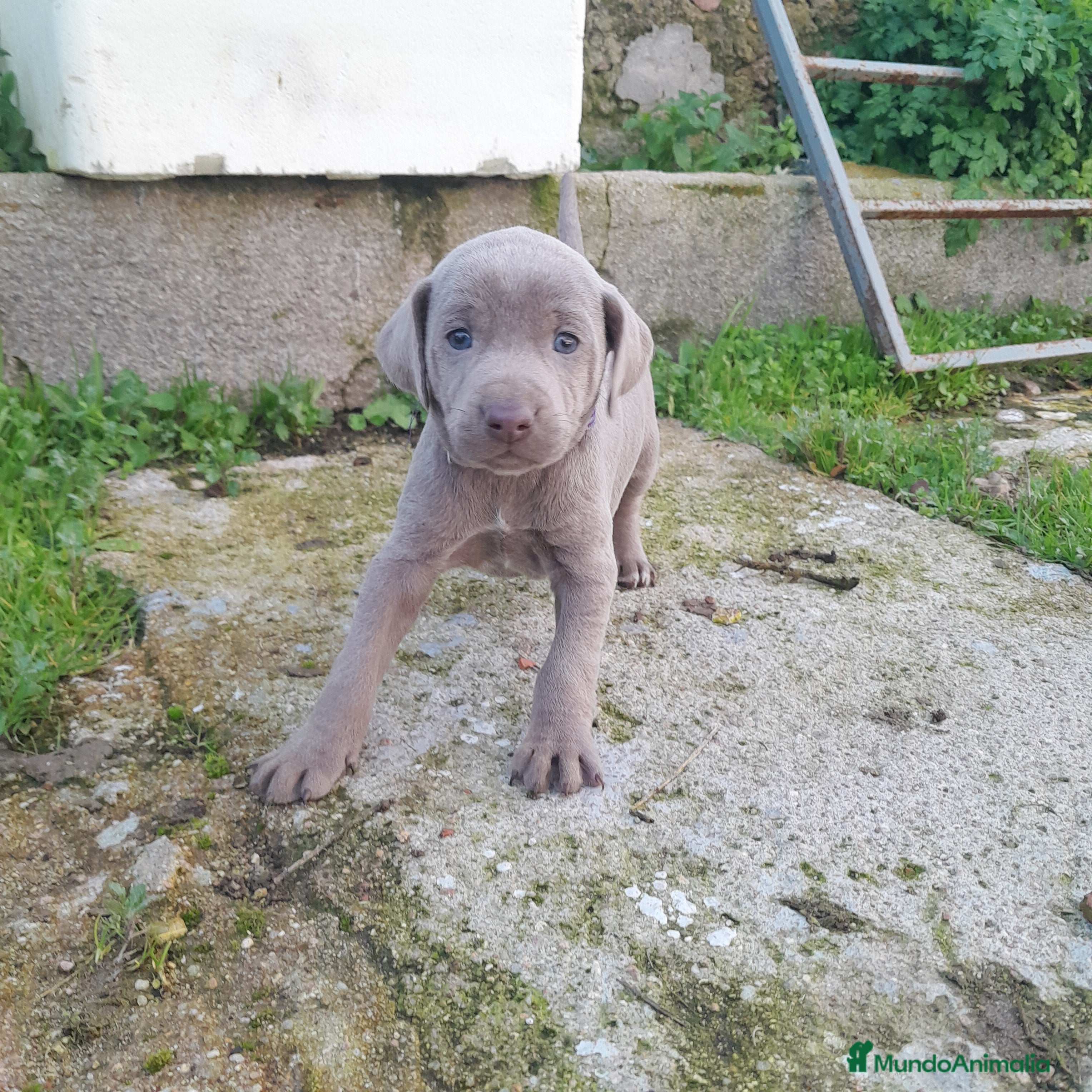 Weimaraner perros BRACO DE WEIMAR - Anuncio 1