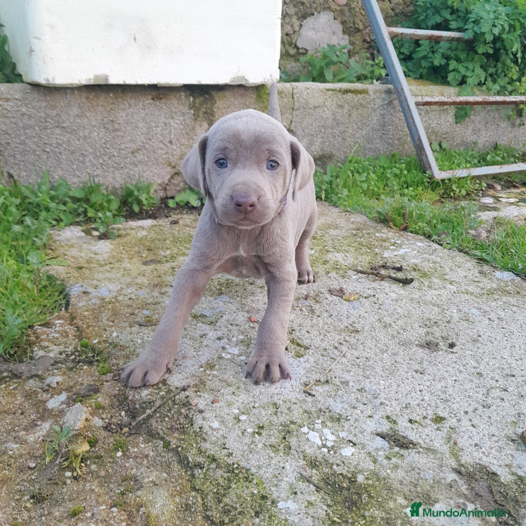 Weimaraner perros en venta: BRACO DE WEIMAR - Anuncio 1