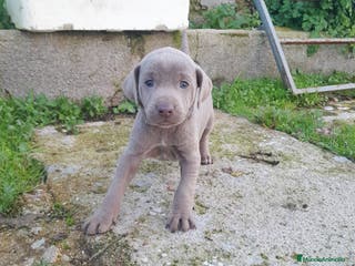 Weimaraner perros BRACO DE WEIMAR - Anuncio 1