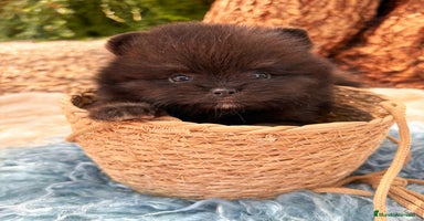 Pomerania perros - Anuncio 8