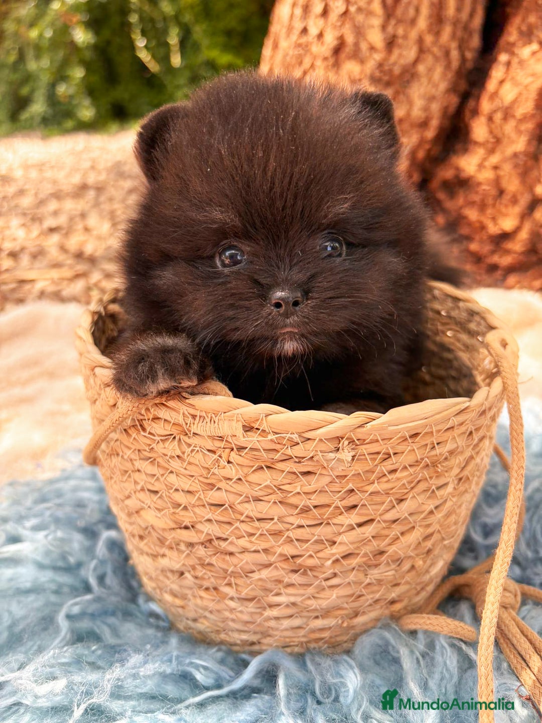 Pomerania perros en venta: Pomerania Black and Tan - Imagen 3