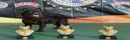 Bulldog Francés perros para monta: Bulldog frances fluffy en Madrid - Anuncio 3