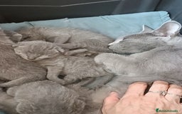 Azul Ruso gatos en venta: Cachorros azul ruso  en Cuenca - Imagen 10