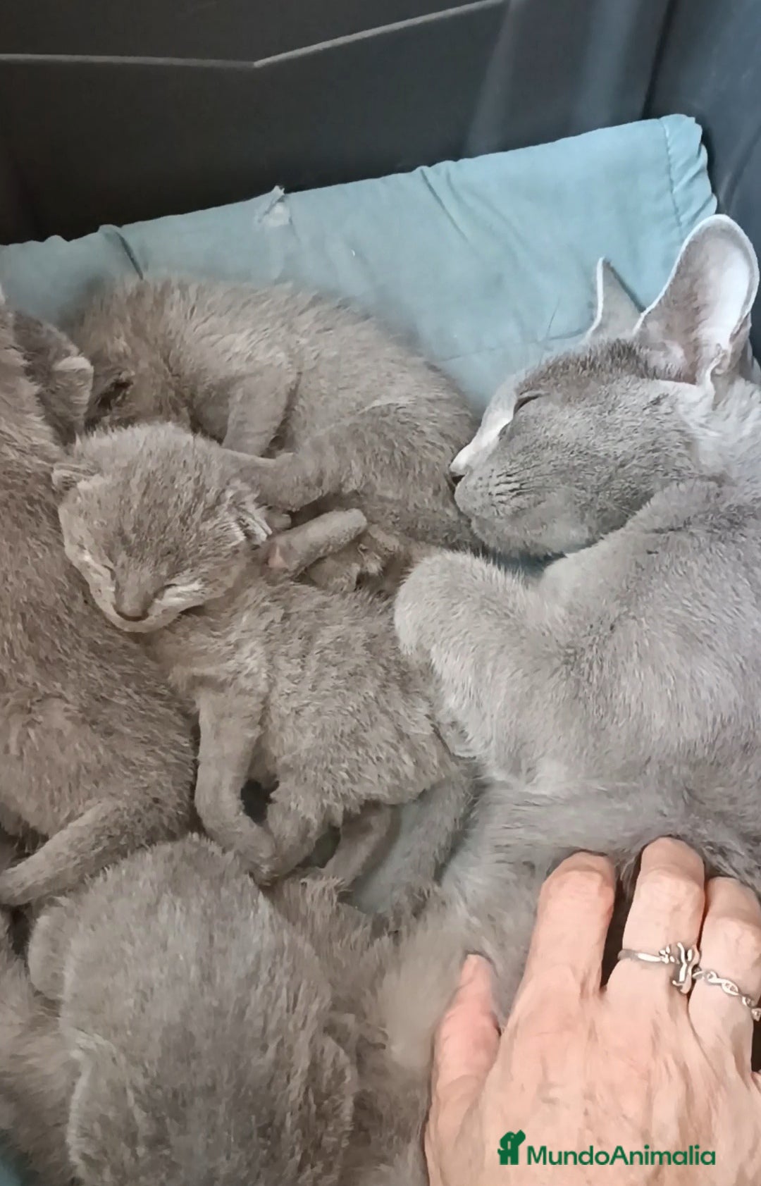 Azul Ruso gatos en venta: Cachorros azul ruso  en Cuenca - Imagen 10