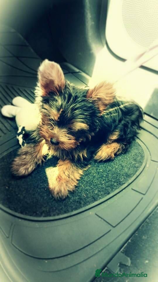 Yorkshire Terrier perros en venta: yorkshire ( TODA ESPAÑA )  - Anuncio 1
