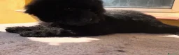 Caniche Enano perros en venta: Caniche negro enano  - Anuncio 2