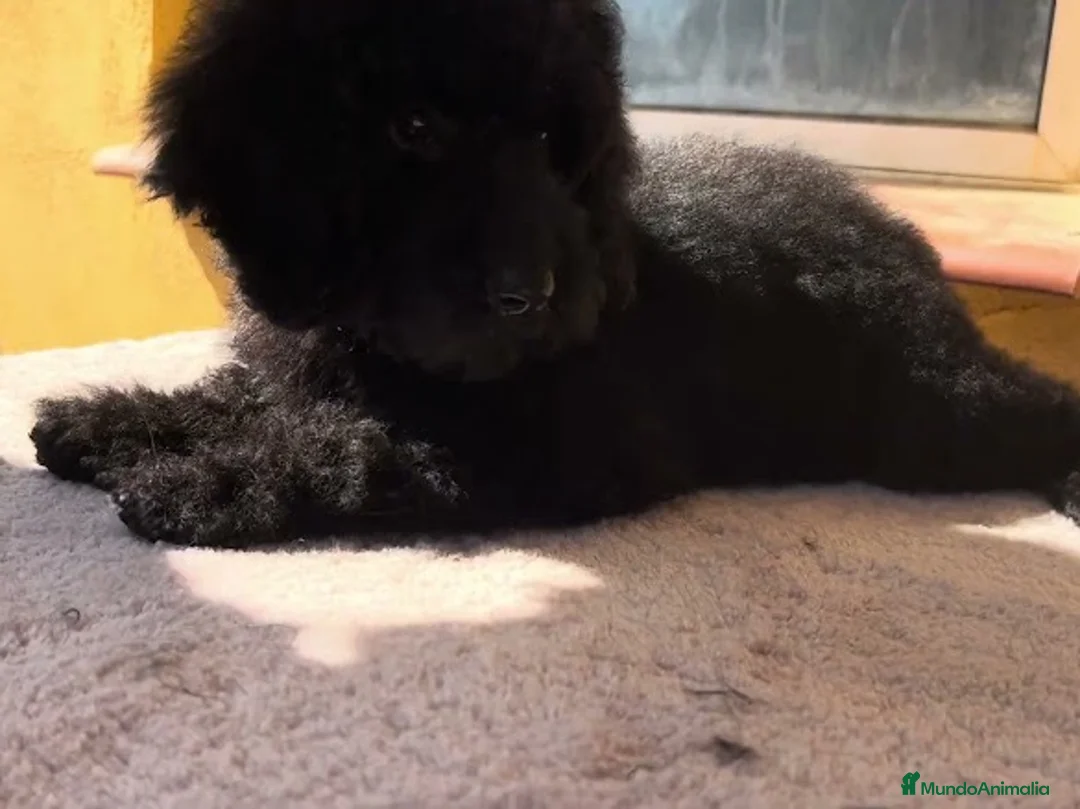 Caniche Enano perros en venta: Caniche negro enano  - Anuncio 2