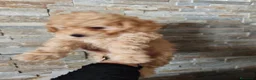 Raza Mixta perros en venta: Ultimo caniche toy en Madrid - Anuncio 9