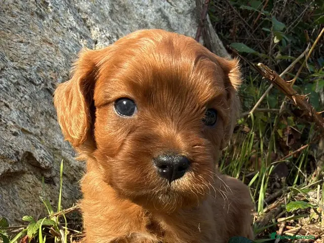 Cavapoo perros en venta: CRIADERO DE CAVAPOO EN CATALUÑA - Anuncio 2