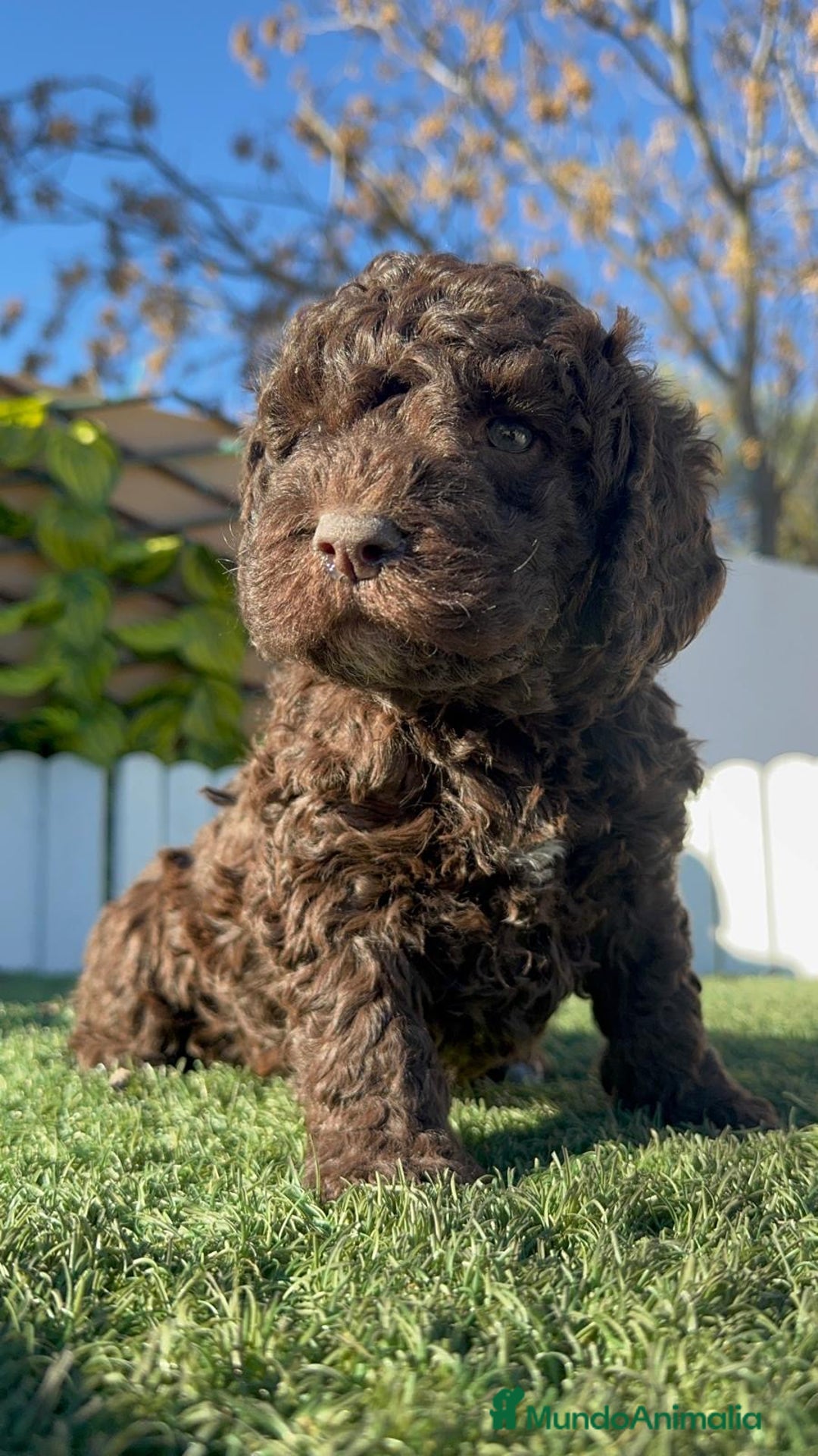 Perro de Agua Español perros en venta: PERRO DE AGUA ESPAÑOL - Anuncio 3