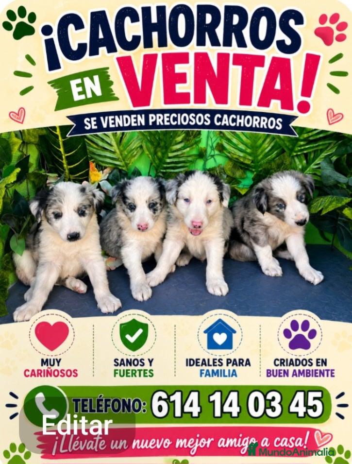 Border Collie perros Impresionantes cachorros border collie  - Anuncio 1