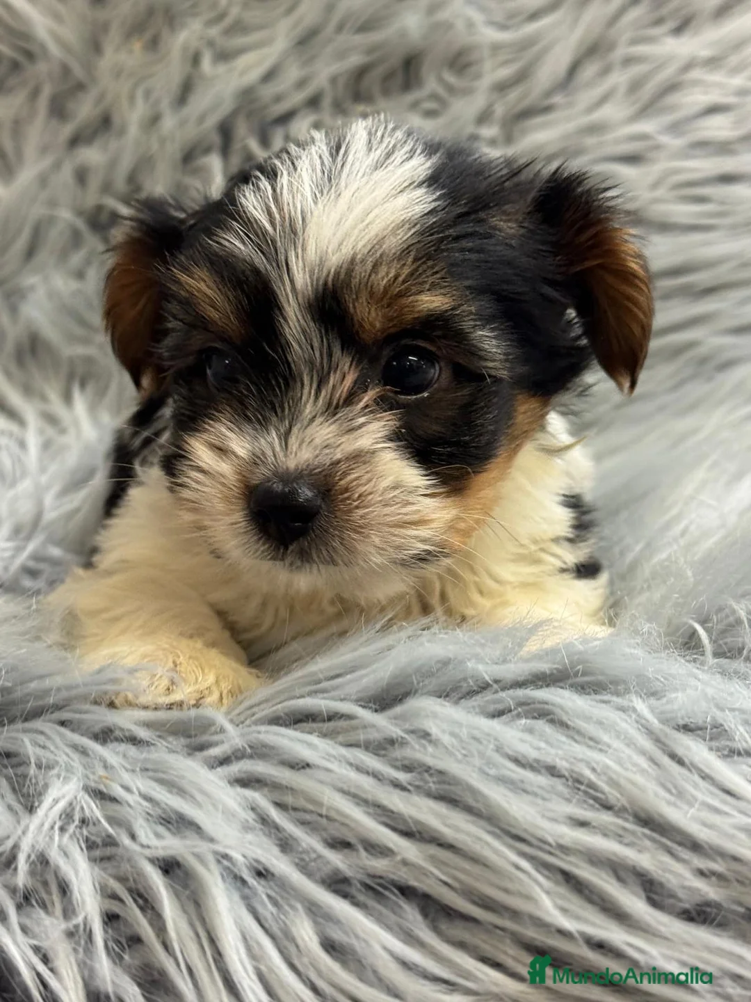 Biewer Yorkshire Terrier a la Pom Pon perros en venta: BIEWER YORKSHIRE  - Anuncio 8