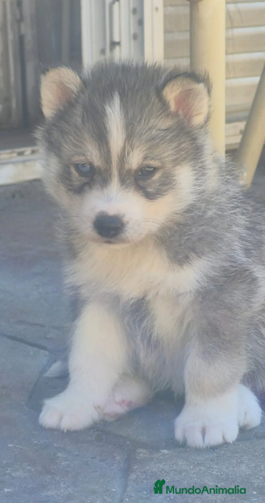 Husky Siberiano perros en venta: Espectaculares husky machos disponibles  - Anuncio 7
