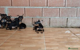 Pinscher Miniatura perros en venta: Pincher miniatura OPORTUNIDAD  - Imagen 4