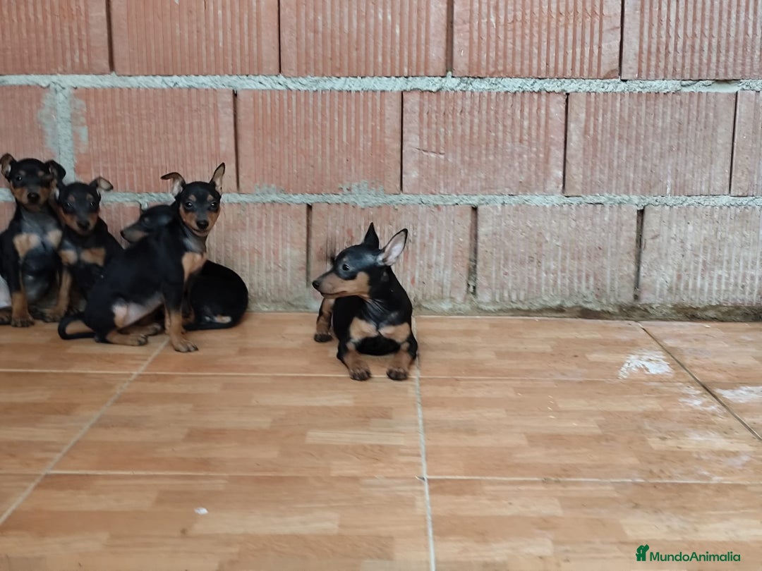 Pinscher Miniatura perros en venta: Pincher miniatura OPORTUNIDAD  - Imagen 4