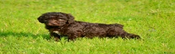 Perro de Agua Español perros en venta: CAMA DE PERRO DE AGUA ESPAÑOL  - Anuncio 2