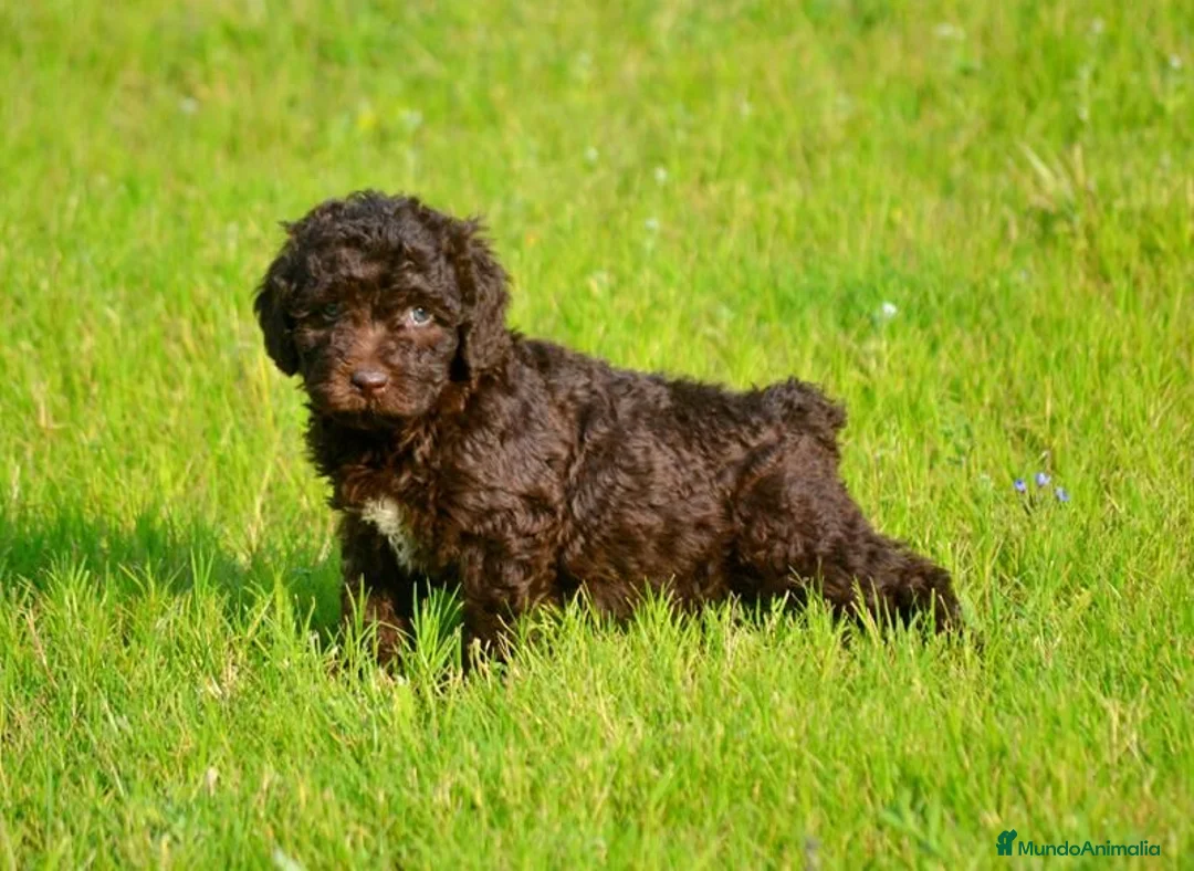 Perro de Agua Español perros en venta: CAMA DE PERRO DE AGUA ESPAÑOL  - Anuncio 2