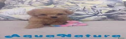 Caniche Toy perros en venta: Caniche Hembra 1 de Estela y King AQUANATURA - Anuncio 2