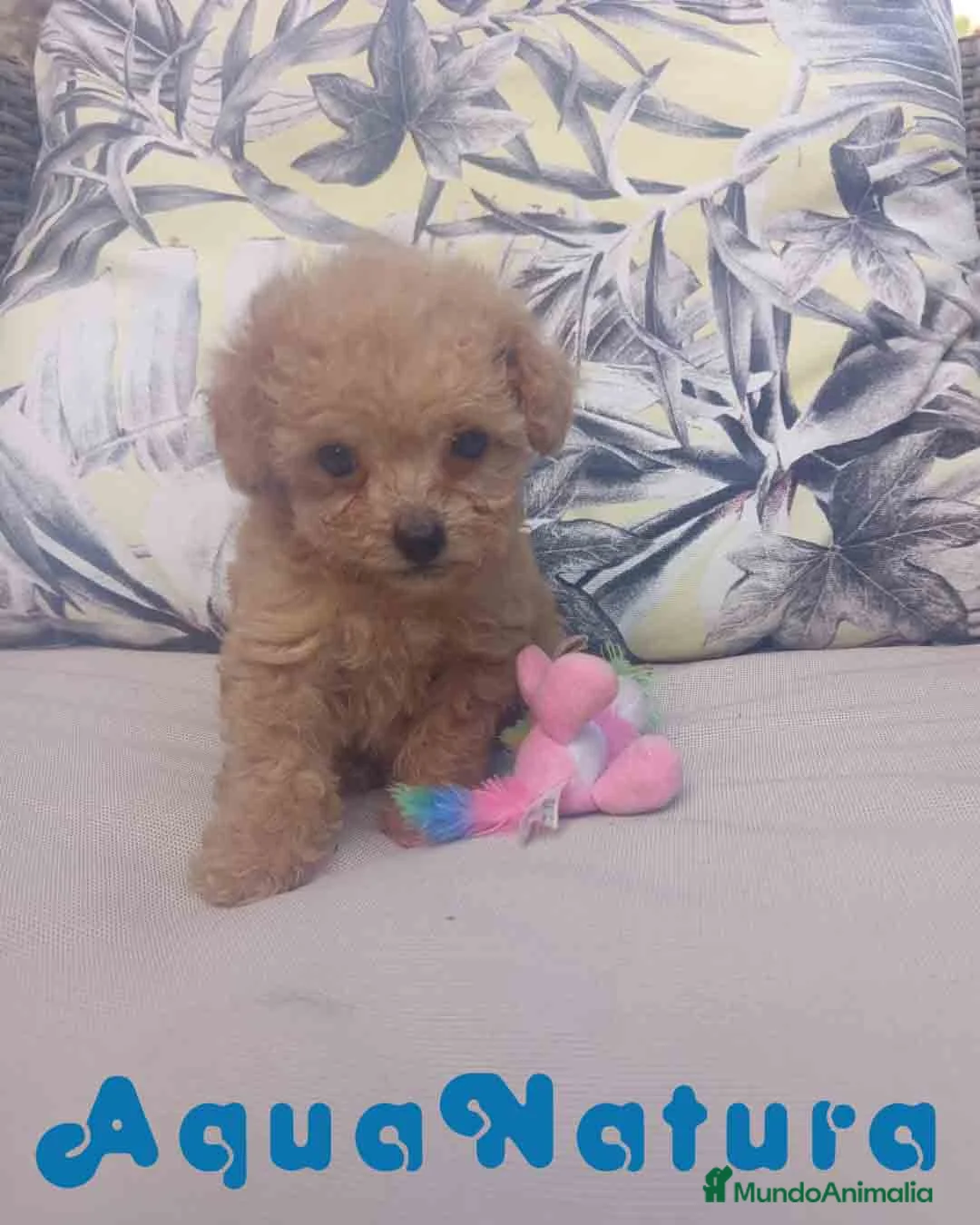 Caniche Toy perros en venta: Caniche Hembra 1 de Estela y King AQUANATURA - Anuncio 2