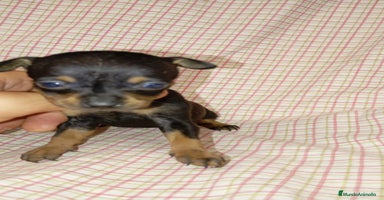 Ratón de Praga perros - Anuncio 3