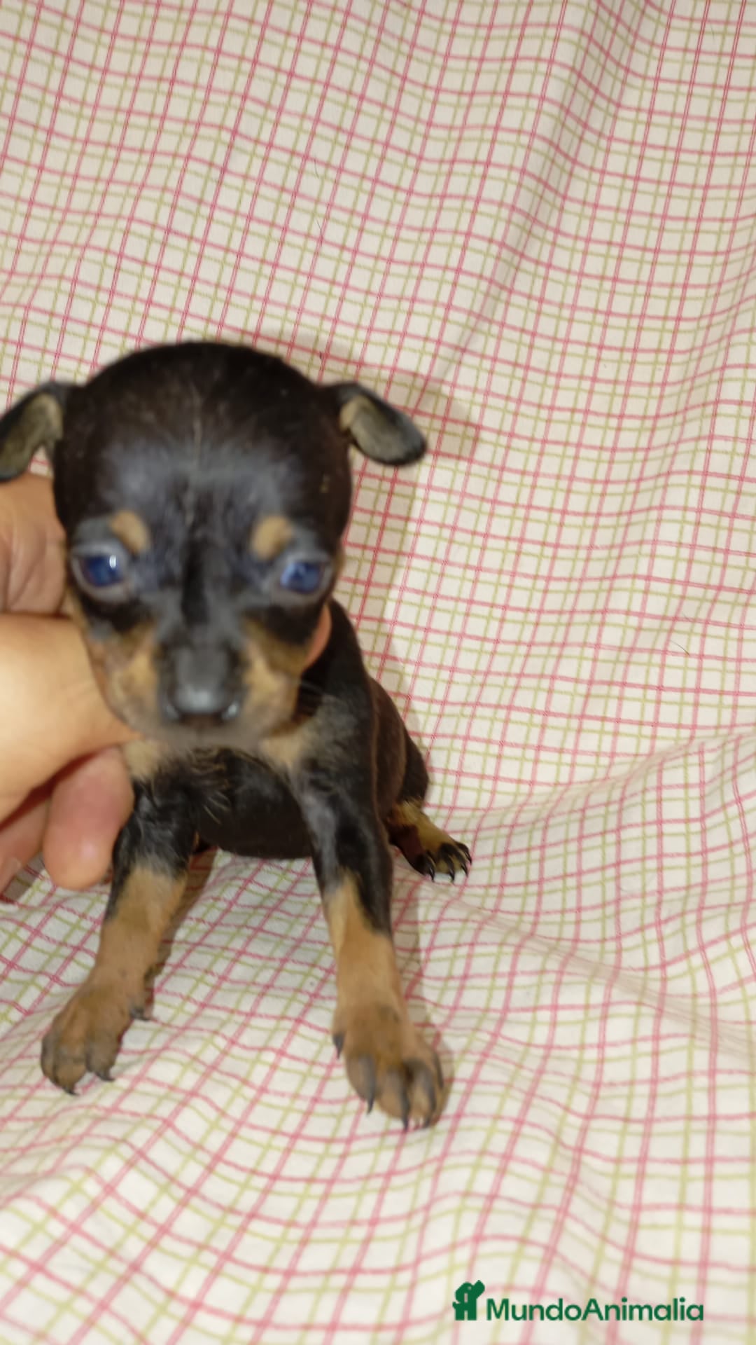 Ratón de Praga perros en venta: Raton de Praga  - Imagen 2