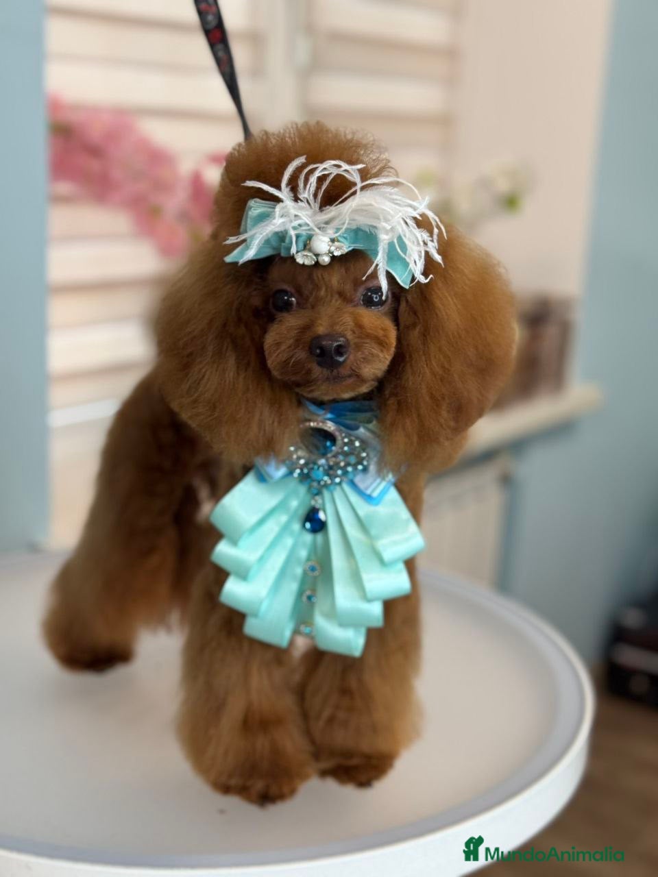 Caniche Toy perros caniche toy alta calidad  - Anuncio 1