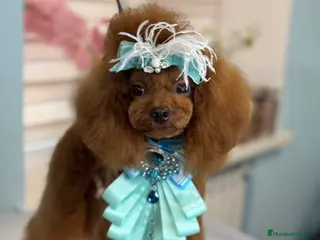 Caniche Toy perros caniche toy alta calidad - Anuncio 1