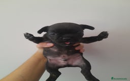Bulldog Francés perros en venta: Camada de Bulldog Francés - Imagen 6
