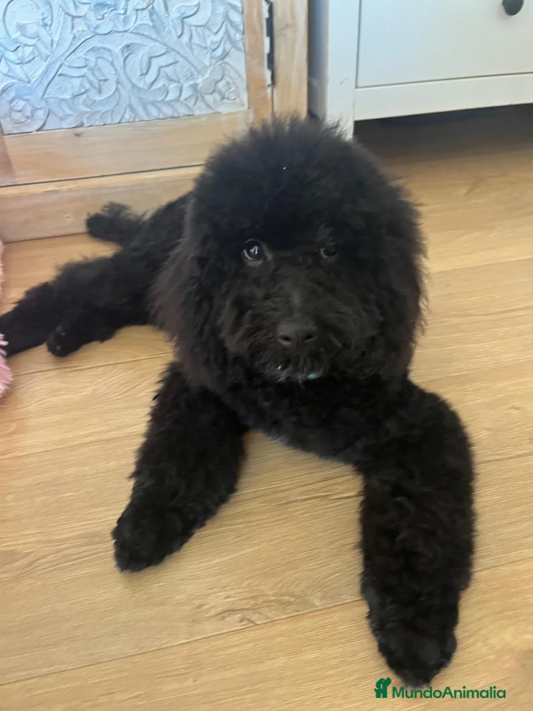 Caniche Toy perros en venta: Caniche macho  - Anuncio 1