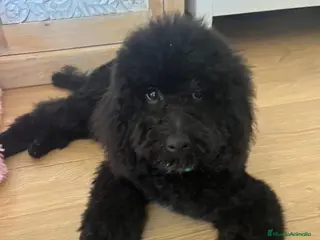 Caniche Toy perros Caniche macho - Anuncio 1