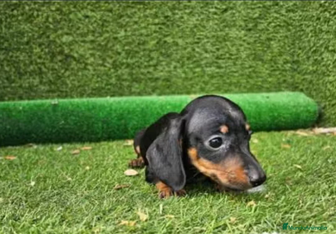 Teckel perros en venta: Cachorro Teckel - Anuncio 1