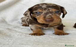 Teckel Miniatura perros en venta: TECKEL ARLEQUÍN CHOCOLATE - Imagen 2