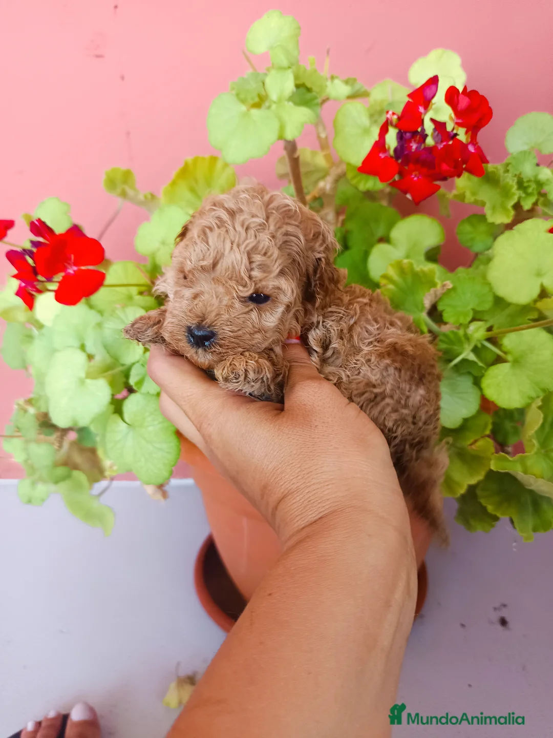 Caniche Toy perros en venta: Caniche toy apricot  - Anuncio 5