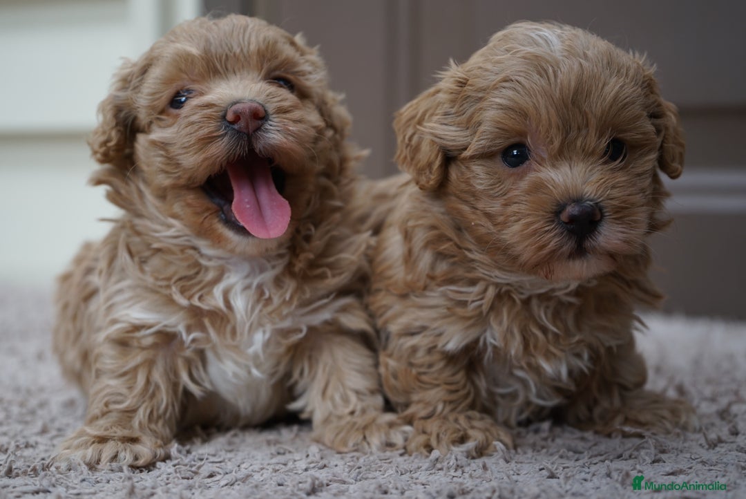 Maltipoo perros en venta: 🍥🐾 Muffi, Mochi & Yuki ✨ - Imagen 3