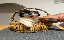 Shih Tzu perros en venta: Shih tzu - Imagen 4