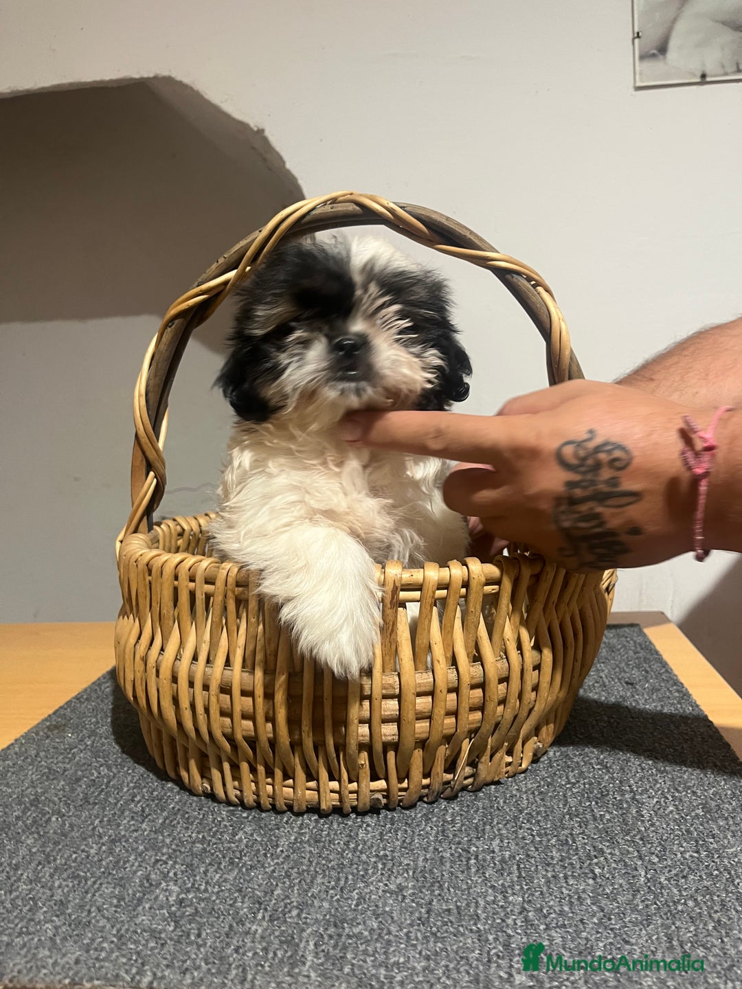 Shih Tzu perros en venta: Shih tzu - Imagen 4