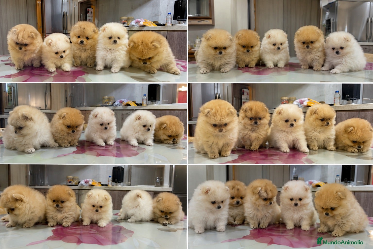 Pomerania perros POMERANIA TOY - CADIZ - DISPONIBLES  - Anuncio 1
