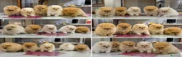 Pomerania perros en venta: POMERANIA TOY - CADIZ - DISPONIBLES  - Anuncio 1