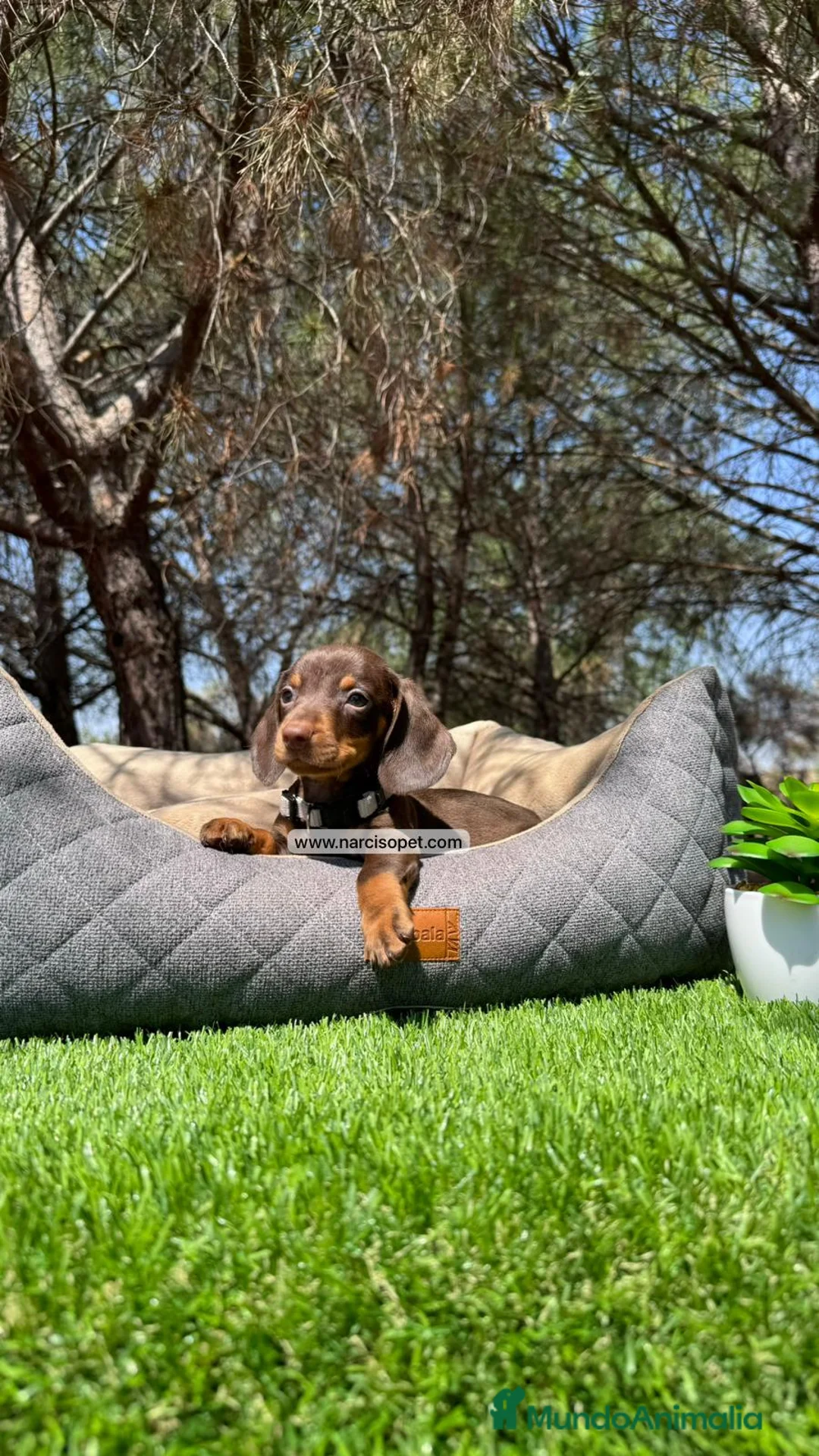 Teckel Miniatura perros en venta: VENTA DE TECKEL - Anuncio 9