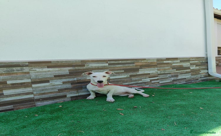 Jack Russell Terrier perros - Anuncio 3