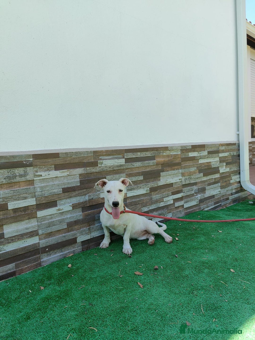 Jack Russell Terrier perros en venta: JACK RUSSELL - Imagen 1