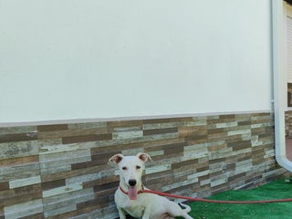 Jack Russell Terrier perros - Anuncio 27