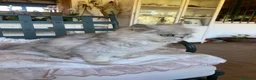 Persa gatos en venta: Gata Persa - Anuncio 3