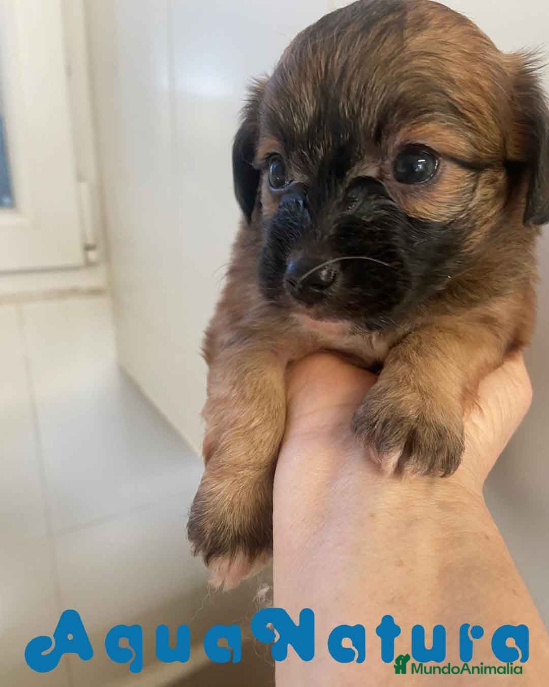 Chihuahua perros Chihuahua Macho 1 de Reina y Choc AQUANATURA - Anuncio 2