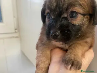 Chihuahua perros Chihuahua Macho 1 de Reina y Choc AQUANATURA - Anuncio 2